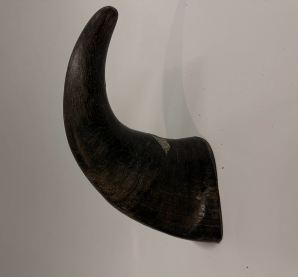Buffalo Horn Chew – Long-Lasting and Digestible, For Dogs 25 lbs and Up
