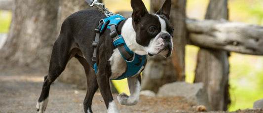 What’s the Best Dog Harness for Small, Medium, and Large Breeds?