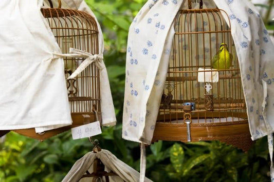 How to Set Up the Perfect Bird Cage: Must-Have Accessories for Happy Birds