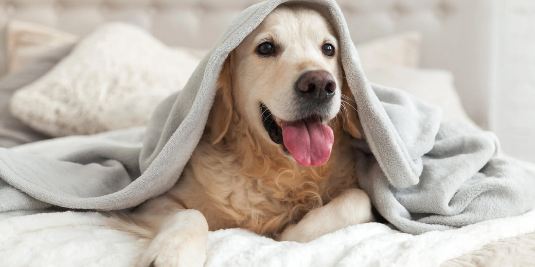 Winter Pet Care Guide: How to Keep Your Pets Warm, Safe & Happy
