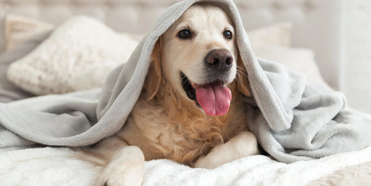 Winter Pet Care Guide: How to Keep Your Pets Warm, Safe & Happy