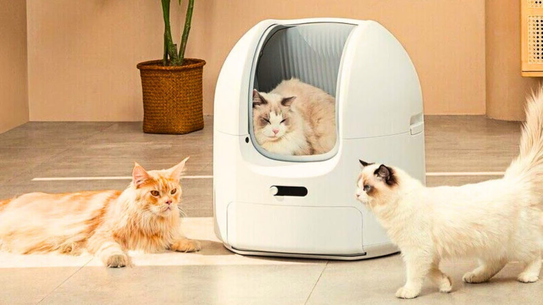 The Ultimate Cat Litter Box Guide: Odor Control, Size & Style Tips