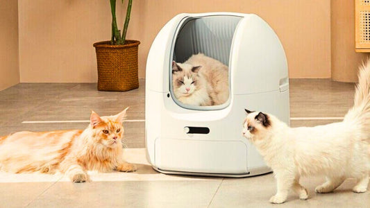 The Ultimate Cat Litter Box Guide: Odor Control, Size & Style Tips