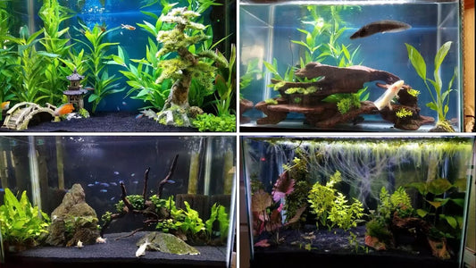 Top 10 Aquarium Essentials for Beginners: A Complete Fish Tank Setup Checklist
