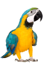 animalimg
