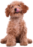 animalimg2
