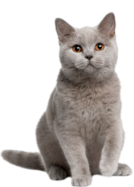 animalimg3